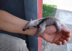 Baby Anteater!