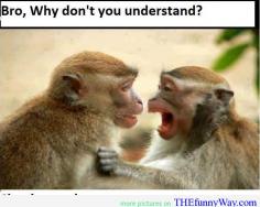 monkey are smart, smart quote, monkey quote, funny monkey