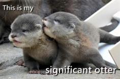 Who doesnt love an Otter?