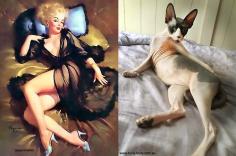 LOL!! Cats That Look Like Pin Up Girls