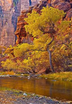Autumn's Glow - cottonwood tree along the Virgin River in Zion National Park, Utah
