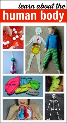 ❥  LOVE this   ❥   Human Body Kids Activities for Hands on Science for Preschool and Homeschool Elementary Kids