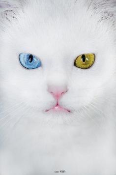 Heterochromia--so striking! Beautiful eyes. Eyes are our windows to our souls. Beautiful. The Incensewoman
