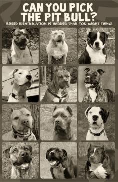 left to right, top to bottom:  1.  American Bulldog  2.  American Allaunt  3.  Alapha Blue Blood Bulldog  4.  Dogo Argentino  5.  Presa Canario  6.  Ca do Bou  7.  American Pit Bull Terrier  8.  Cane Corso  9.  Boxer  10.  American Bandogge  11.  Olde English Bulldog  12.  American Bully. BSL is not a solution, it is a problem... It is wrong, and innocent animals die because of it.