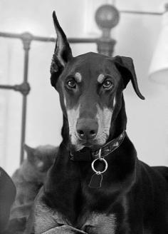 Doberman