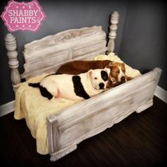 Repaint & repurpose a full size bed to suit 2 deserving dogs..