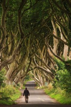 Dark hedges, Ireland