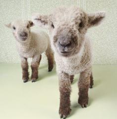 sweet little lambs