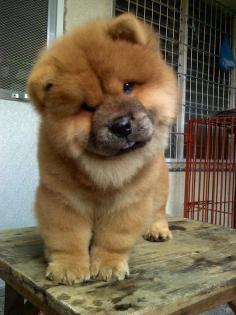 Chow Chow! I will have one some day, just like we had growing up. She was my buddy, miss her!