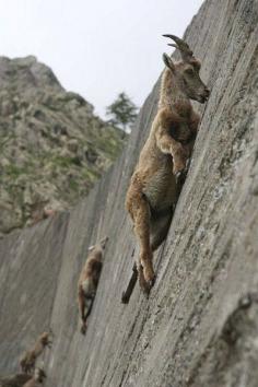 Wall-climbing mountain goats. How do they do it?