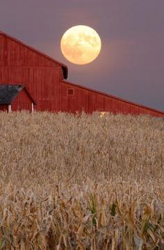 Harvest moon rising over a barn on a cornfield outside Champaign, Illinois