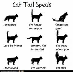 How to tell a cat's emotions by the position of their tail | @Tanya Knyazeva Oneil-Hamilton of Texas #cats #emotions