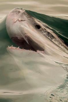 This pic captures the moment, just before a shark breaks the surface tension of the water.