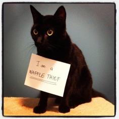 picture  of animal shaming | waffle thief # cat # caturday # this is why i cant have nice things