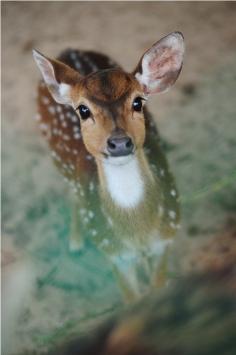 sweet deer