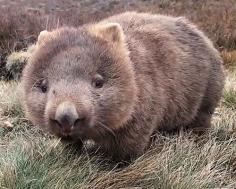 6 Reasons Wombats Are Exceptionally Cool Creatures