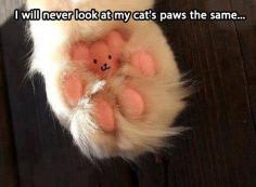 If I had a cat I would so do this :) too cute