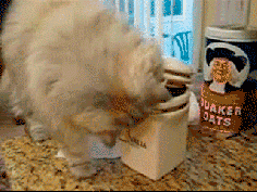 Cat Gets Cookie Out of Jar for Dog | Gifrific