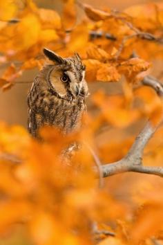 Fall Owl