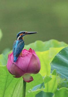 Kingfisher on a lotus flower. © sgmillionxu2000