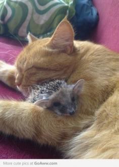 Kitty and hedgehog