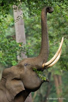 Elephant by Sandeep Dutta