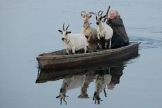 Go(ats) to work #Boat, #Goats