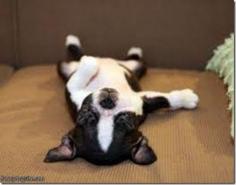 Funny positions dogs sleep in