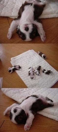 Cute Puppies Sleeping, melt my heart! This is how my Koa sleeps