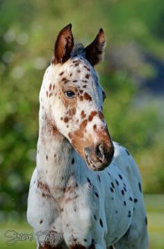 Appy indian horse Appaloosa horse equine native american pony leopard blanket spotted snow cap