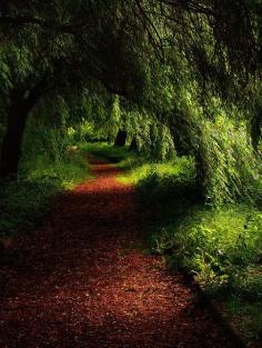 Forest Path  Warsaw, Poland