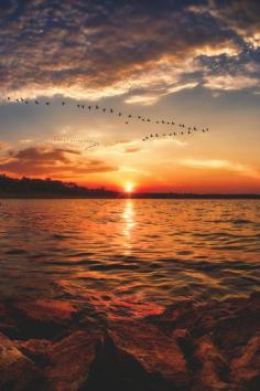 Canadian geese arriving in August sunrise - eastern Kansas, USA (by Jeffrey McPheeters on 500px)