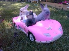 Happy Easter dear Sylvie! - Babies Pets and Animals Photo (21356199) - Fanpop fanclubs