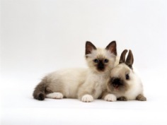 Cute !!! - Babies Pets and Animals Photo (16713139) - Fanpop fanclubs