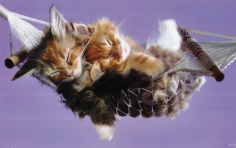 Sleeping cuties - Babies Pets and Animals Photo (18832477) - Fanpop fanclubs