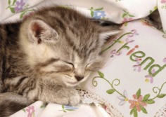 Sweet Dreams Princess :) - Babies Pets and Animals Photo (16736807) - Fanpop fanclubs