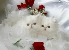 Lovely kittens - Babies Pets and Animals Photo (16706950) - Fanpop fanclubs