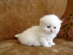 Cute Kitty - Babies Pets and Animals Photo (17268907) - Fanpop fanclubs