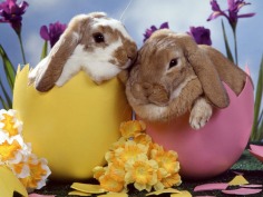 Happy Easter  - Babies Pets and Animals Wallpaper (21354549) - Fanpop fanclubs