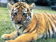 Baby Tiger - Babies Pets and Animals Photo (16707098) - Fanpop fanclubs