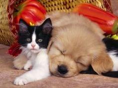 Cute Babies - Babies Pets and Animals Photo (17268867) - Fanpop fanclubs