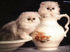 I love cats! - Babies Pets and Animals Photo (17236050) - Fanpop fanclubs