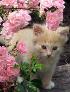 Kitten in the flowers :) - Babies Pets and Animals Photo (16731211) - Fanpop fanclubs