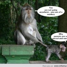 Funny monkey pictures with quotes