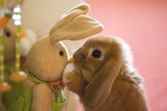 <p style="font-family: Arial, Verdana; font-size: 10pt; font-style: normal; font-variant: normal; font-weight: normal; line-height: normal;">Happy Easter, Easter Cute Bunny</p><span style="font-family: Arial, Verdana; font-size: 10pt; font-style: normal; font-variant: normal; font-weight: normal; line-height: normal; vertical-align: sub;"></span><p style="font-family: Arial, Verdana; font-size: 10pt; font-style: normal; font-variant: normal; font-weight: normal; line-height: normal;"></p><p style="font-family: Arial, Verdana; font-size: 10pt; font-style: normal; font-variant: normal; font-weight: normal; line-height: normal;"></p>