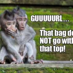 Funny monkey pictures with quotes