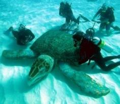 Giant Sea Turtle, also called a Leatherback, is the largest of all living turtles.It can easily be differentiated from other modern sea turtles by its lack of a bony shell.