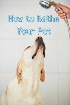 How to Bathe Your Pet - Tipsaholic.com #pets