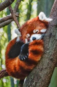 Sleeping Red Panda