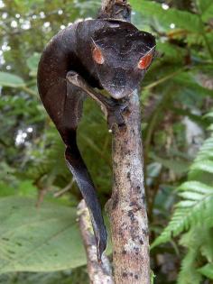 The satanic leaf-tailed gecko (Uroplatus phantasticus) is the smallest of 12 species of bizarre-looking leaf-tailed geckos. The nocturnal creature has extremely cryptic camouflage so it can hide out in forests.